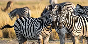 Two steppe zebras (Equus quagga)