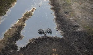 Steppe zebras (Equus quagga) drinking by the river
