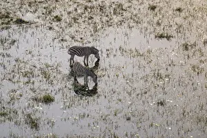 Steppe zebras (Equus quagga) drinking by the river