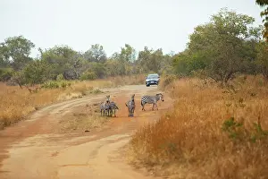 Steppe zebras (Equus quagga) or horse zebras on a sandy track