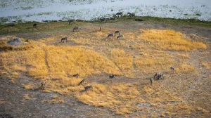 Steppe zebras (Equus quagga), riverbank