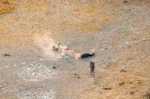 Steppe zebras (Equus quagga) rolling in dust