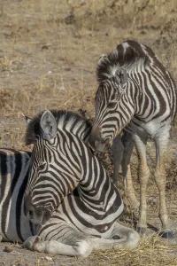 Steppe zebras in Etosha National Park