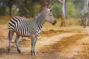 Steppenzebra (Equus quagga), Liwonde-Nationalpark