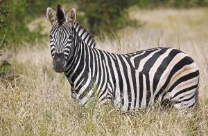 Steppenzebra im hohen Gras, S
