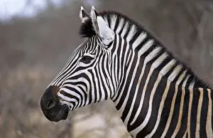 Steppenzebra, S