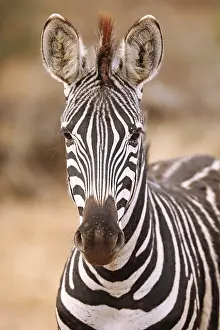 Steppenzebra, S