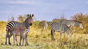 Steppenzebras (Equus quagga) mit einem Jungtier
