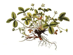 Sterilis, species of strawberry (Fragaria)