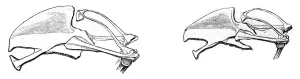 Sterna of Northern Wheatears, vintage engraved illustration