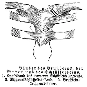 Sternum, ribs, collarbone, tendons