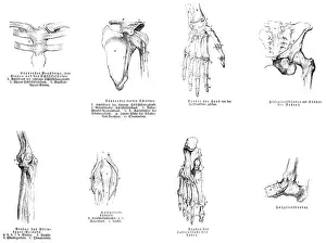 Sternum, shoulder, hand, pelvis
