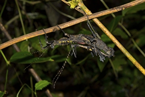 Stick insect (Parectatosoma mocquerysi) mating in the rainforest of Ranomafana