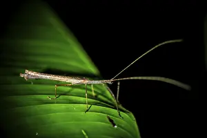 Stick insect (Phasmatodea) sitting on a leaf