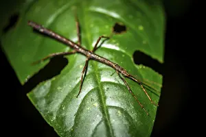 Stick insect (Phasmatodea) sitting on a leaf