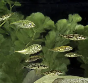 Stickleback (gasterosteus aculeatus)