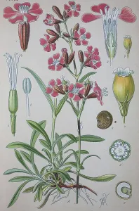 Sticky catchfly (Silene viscaria)