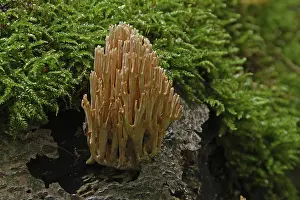 Stiff coral (Ramaria stricta)