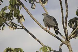 Stilt Buzzard (Geranospiza caerulescens)