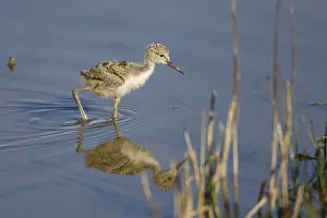 Stilt, Himantopus himantopus, Common Stilt