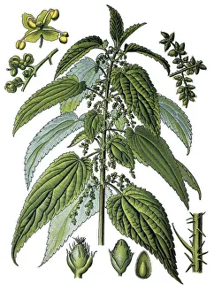 Stinging nettle (Urtica dioica)