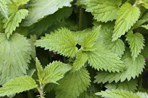 Stinging nettle (Urtica dioica), Germany