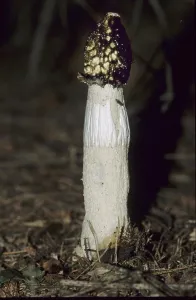 Stinkhorn (Phallus impudicus)