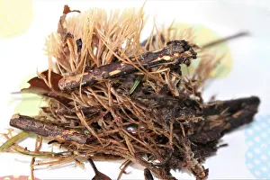 Stinking bristle coral (Pterula multifida)