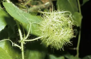 Stinking Grenadilla (Passiflora foetida)
