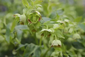 Stinking hellebore (Helleborus foetidus) flower