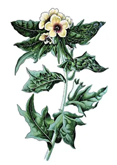 Stinking nightshade or Black henbane (Hyoscyamus niger)