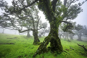 Stinkwood (Ocotea foetens) overgrown with moss and plants in the mist