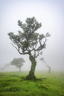 Stinkwood (Ocotea foetens) overgrown with moss and plants in the mist