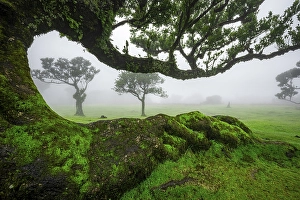 Stinkwood (Ocotea foetens) overgrown with moss and plants in the mist