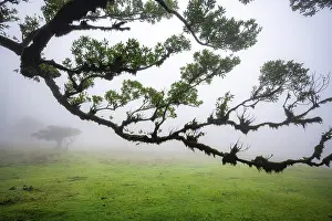 Stinkwood (Ocotea foetens) overgrown with moss and plants in the mist