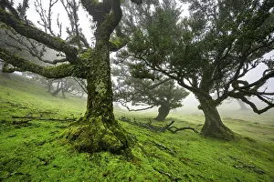 Stinkwood (Ocotea foetens) overgrown with moss and plants in the mist