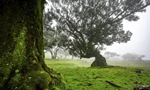 Category Forests Prints: Stinkwood (Ocotea foetens) overgrown with moss and plants in the mist
