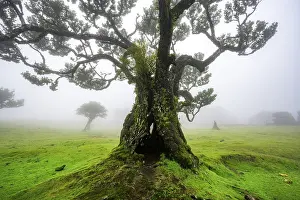 Category Forests Prints: Stinkwood (Ocotea foetens) overgrown with moss and plants in the mist