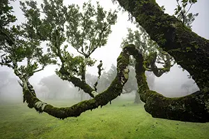 Stinkwood (Ocotea foetens) overgrown with moss and plants in the mist