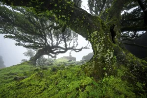 Stinkwood (Ocotea foetens) overgrown with moss and plants in the mist