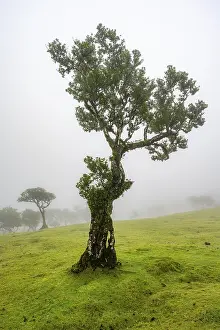Stinkwood (Ocotea foetens) overgrown with moss and plants in the mist