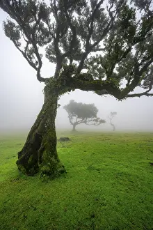 Stinkwood (Ocotea foetens) overgrown with moss and plants in the mist