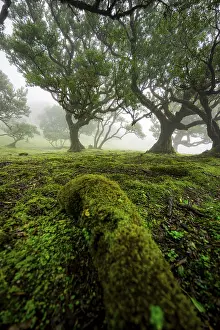 Stinkwood (Ocotea foetens) overgrown with moss and plants in the mist