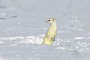 Stoat or Ermine (Mustela erminea) in its winter coat