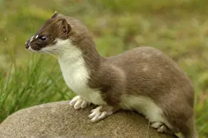 Category Wildlife DE Prints: Stoat (Mustela erminea)