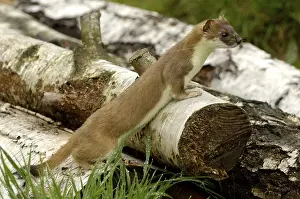 Category Wildlife DE Prints: Stoat (Mustela erminea)