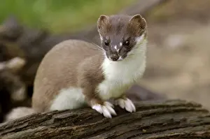 Category Wildlife DE Prints: Stoat (Mustela erminea)