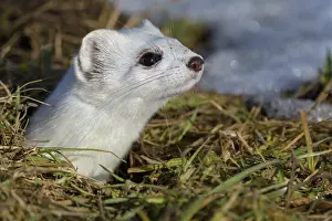 Stoat (Mustela erminea), looking out of its burrow in a meadow with residual snow