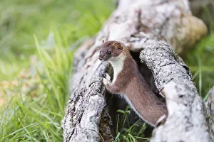 Stoat (Mustela erminea) male, Lower Saxony