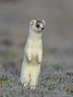 Stoat (Mustela erminea), in a meadow with hoarfrost